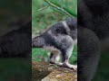 Yapok or water opossum