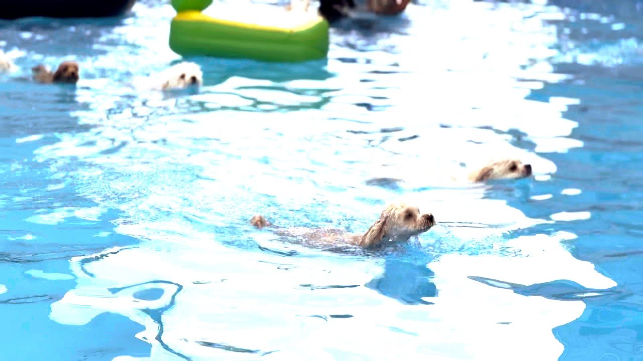 김포꼬똥이네 수영장에서 아이들과 함께 즐거운 수영데이 
