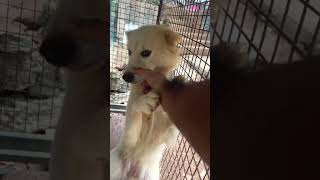 #qawqfarms #kozhivalarthal #kozhivalarthal #karimkozhi