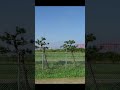 この離陸の仕方...すき!【戦闘機】F-15 #shorts