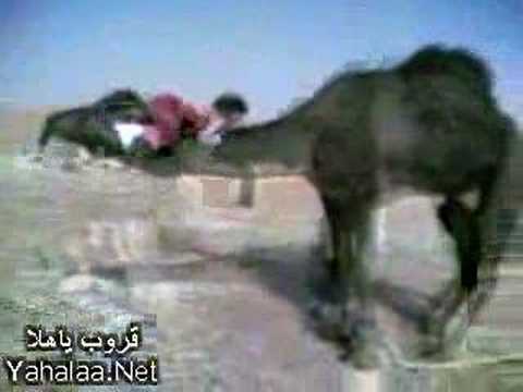 Arabian Girl Riding a Camel بنت بدوية تركب الجمل