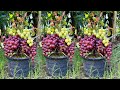 How to propagate grapes trees with aloe vera to get the most fruit | Grafting grapes Tree