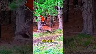Two Deer Trapped Together. A Careful Rescue 🦌❤️