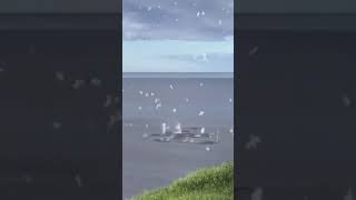 Watch as Gannets dive-bomb a school of herring in Newfoundland, Canada. 