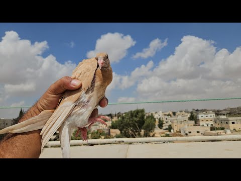جوله تفقديه عالازواج 🔥🤔