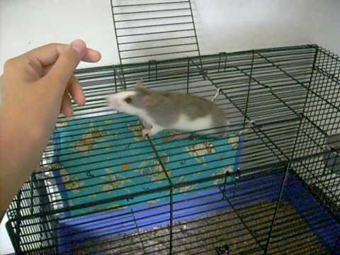 Romeo, the Rat! Romeo, o rato! - YouTube