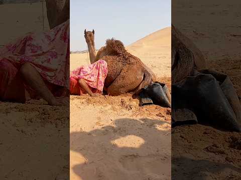 امرأة سيراكية تبتكر وسيلة تقليدية لتبريد جملها من حرارة الأرض 