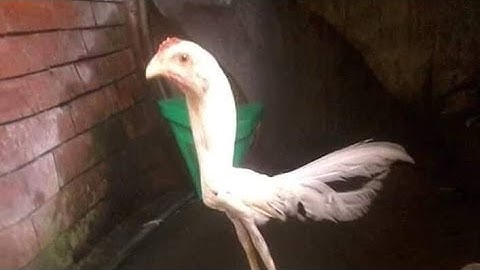 My official Intro(Reupload)