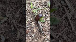 Strange millipede #millipede