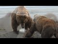 Baby Bear Documentary