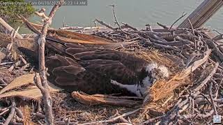 Captiva Osprey Nest 2024 Season - 2024 April 9th and 10th - Deformed egg slowmo and stick removal