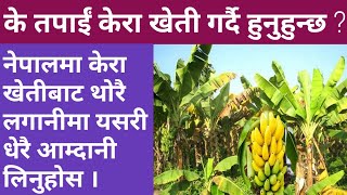 केरा खेती गर्ने तरिका || How to cultivate Banana In Nepal || Krishi Sandesh