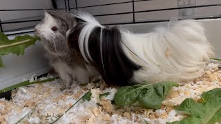 CUTE guinea pigs eat dandelion / morčata jedí pampelišku