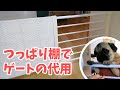 【ペットゲート】突っ張り棚で犬用ゲートを代用してみた【パグ犬よもぎ】