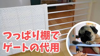 【ペットゲート】突っ張り棚で犬用ゲートを代用してみた【パグ犬よもぎ】