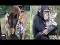 AMISTADES INCREIBLES ENTRE ANIMALES. MUY SORPRENDENTES AMISTADES ANIMALES 2017