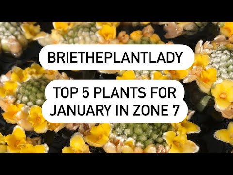 Top 5 Plants for January in zone 7