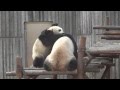 Kungfu panda fighting  the real kungu fight 