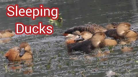 Lesser-whistling Ducks are floating on water in Faridpur