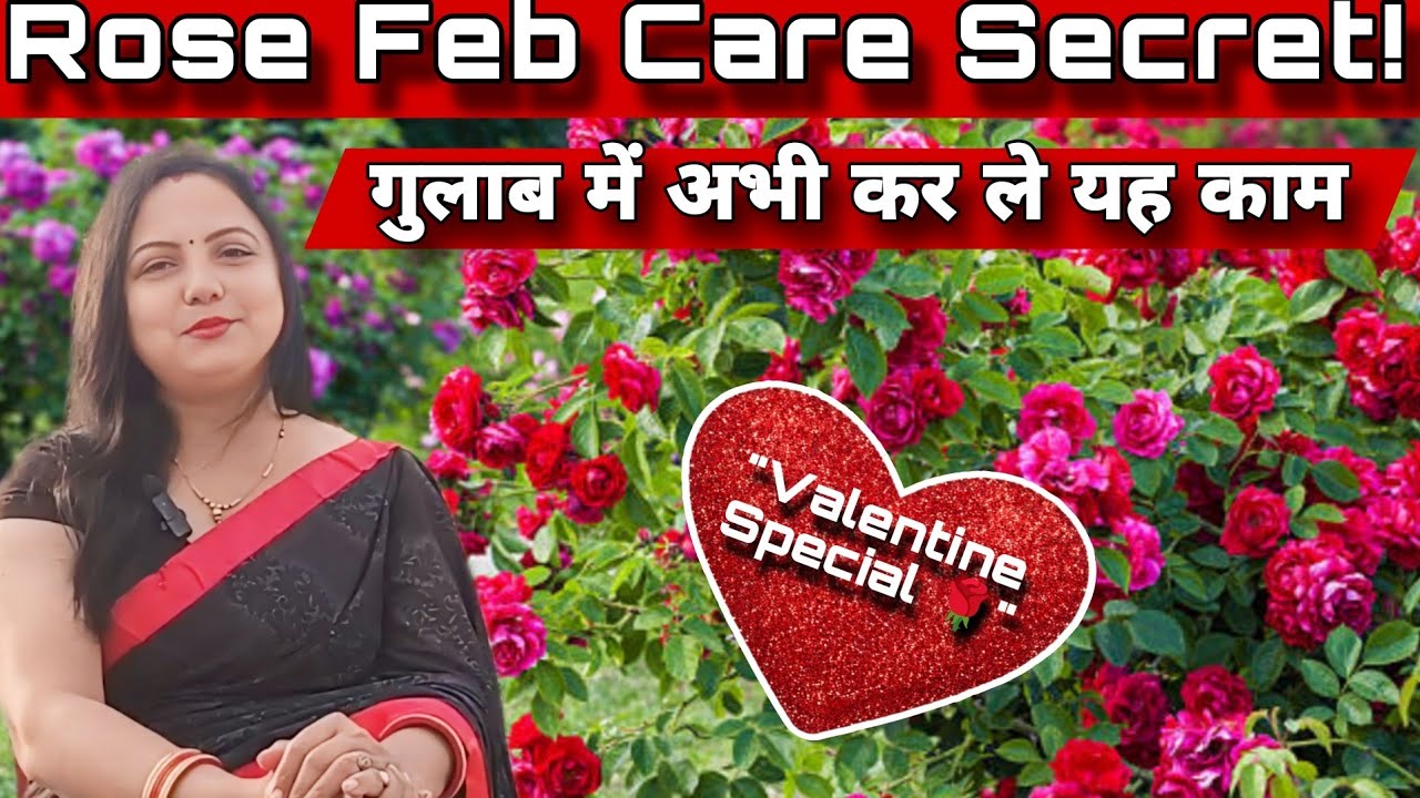 🔴February में Rose की ये 5 गलतियाँ मत करना! 🌹 | Valentine Special #rose #vallentineday #caretips