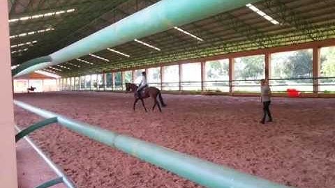 Flatwork exercises - sitting & rising trot