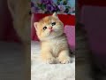 Meet Simba: Adorable Black Golden Shell British Shorthair 💚🐻 #BritishShorthair
