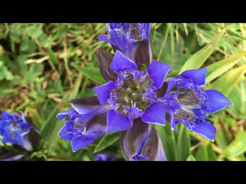 აბუდელაურის ტბები / Abudelauri Lakes