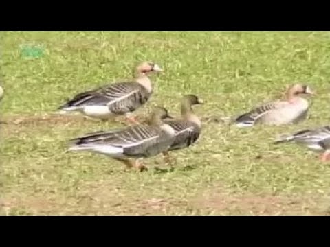 Заказник. Направления работы в заказнике