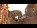 マカデミアナッツで遊ぶキキ、ロキ親子・オランウータン