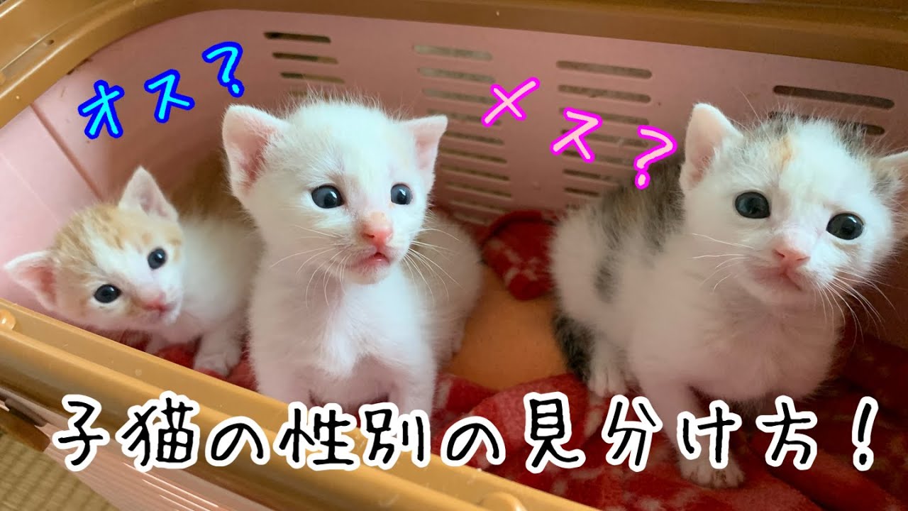 Youtubeアップしました 子猫の性別の見分け方 プロテクトあにまる