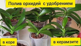 КАК ПОЛИВАТЬ И УДОБРЯТЬ ОРХИДЕИ