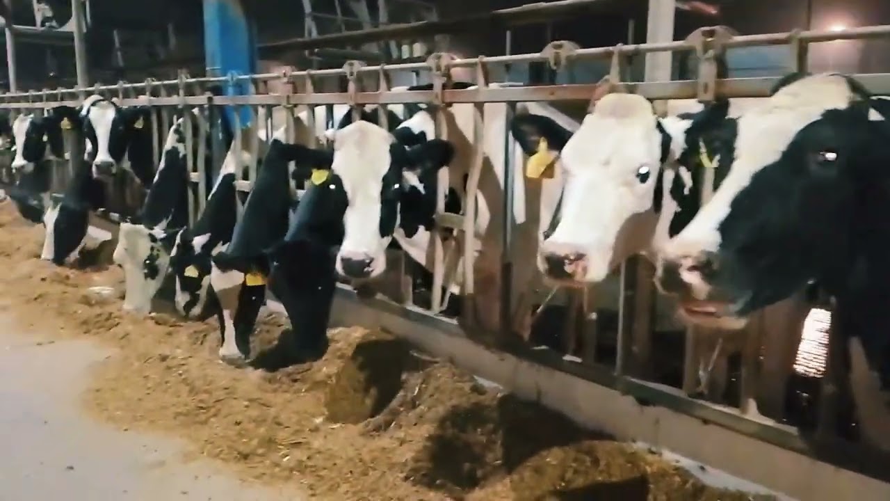 Fresh Feed Enjoy Holstein Friesian cows in dairy Pakistan m