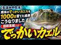 【生涯水中生活】南米のでっかいカエルを1000日育てた結果こうなりました【超総集編+α】