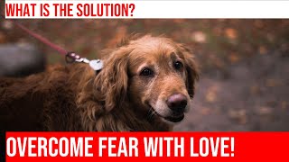 Help Your Golden Retriever Overcome Fear of Noises: Tips & Tricks by Happy Hounds Hangout No views 1 month ago 4 minutes, 38 seconds