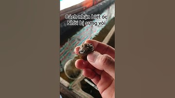Cách nhận biết ốc nhồi bị sưng vòi sẽ như thế nào! #ocnhoi #belotbat #bebat #kythuatnuoiocnhoi #oc
