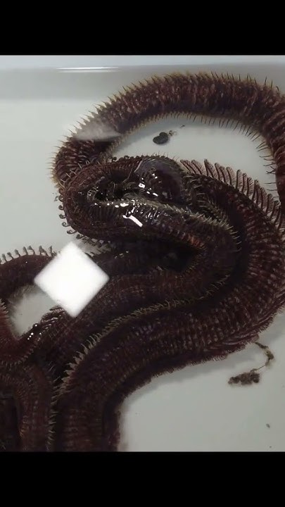 stellenangebote awo worms