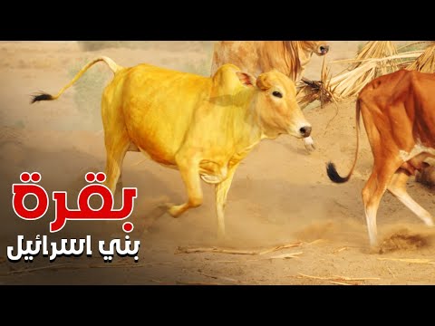 قصة بقرة بني اسرائيل وسيدنا موسي والأمر بزبحها ومعرفة من قتل العاييم المعجزات فى القران