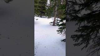 Arapahoe Basin Tree Run #skiing #sports #colorado #coloradocamping #coloradoadventures