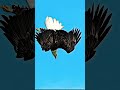 Eagle birds very dangerseagle viral birds nature flying manojdey dineshserawat sky