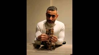 قطة شيرازي تايقر ٣ شهور للتبني مجانا بالرياض 0592666092