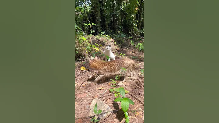 Watch the video about Bengal cat & jimmy indian cat 💕 ! Cats personality ! Cats video ! Cats ! Cats kittens ! Cat sound