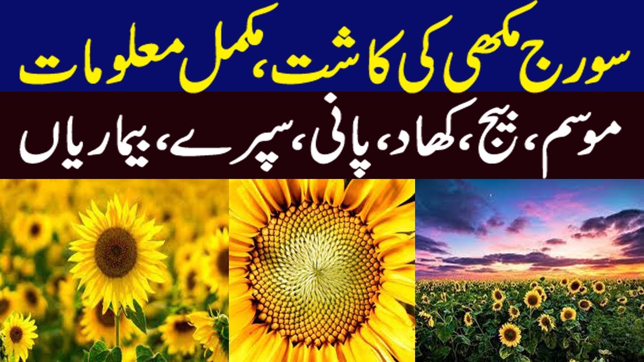 Sunflower Farming in Punjab Pakistan Sunflower Cultivation in