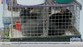 East Texas Rabbit Breeders Association holds fall extravaganza in Longview