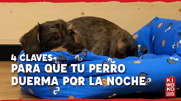 ¿Debo confinar a mi perro por la noche?