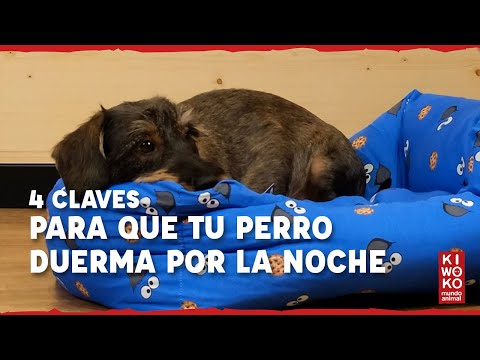 Video: Consejos para ayudar a tu perro a dormir toda la noche