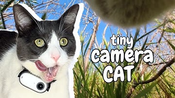 I Put a tiny Camera on My Cat and This is What Happened- Cats Show Us Their World