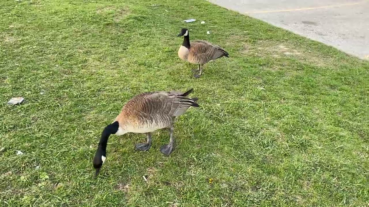 Canada Goose Ready To Attack Closest Ever Honking Hissing Screaming Pooing Eating Really Loud Sound