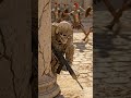 What if a Navy Seal woke up in Ancient Rome?#whatif #teleport #navyseals #viral