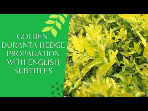 Golden duranta plant propagation | Golden Duranta hedge propagation with English subtitles