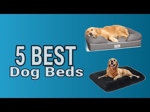 5 Best Dog Beds
